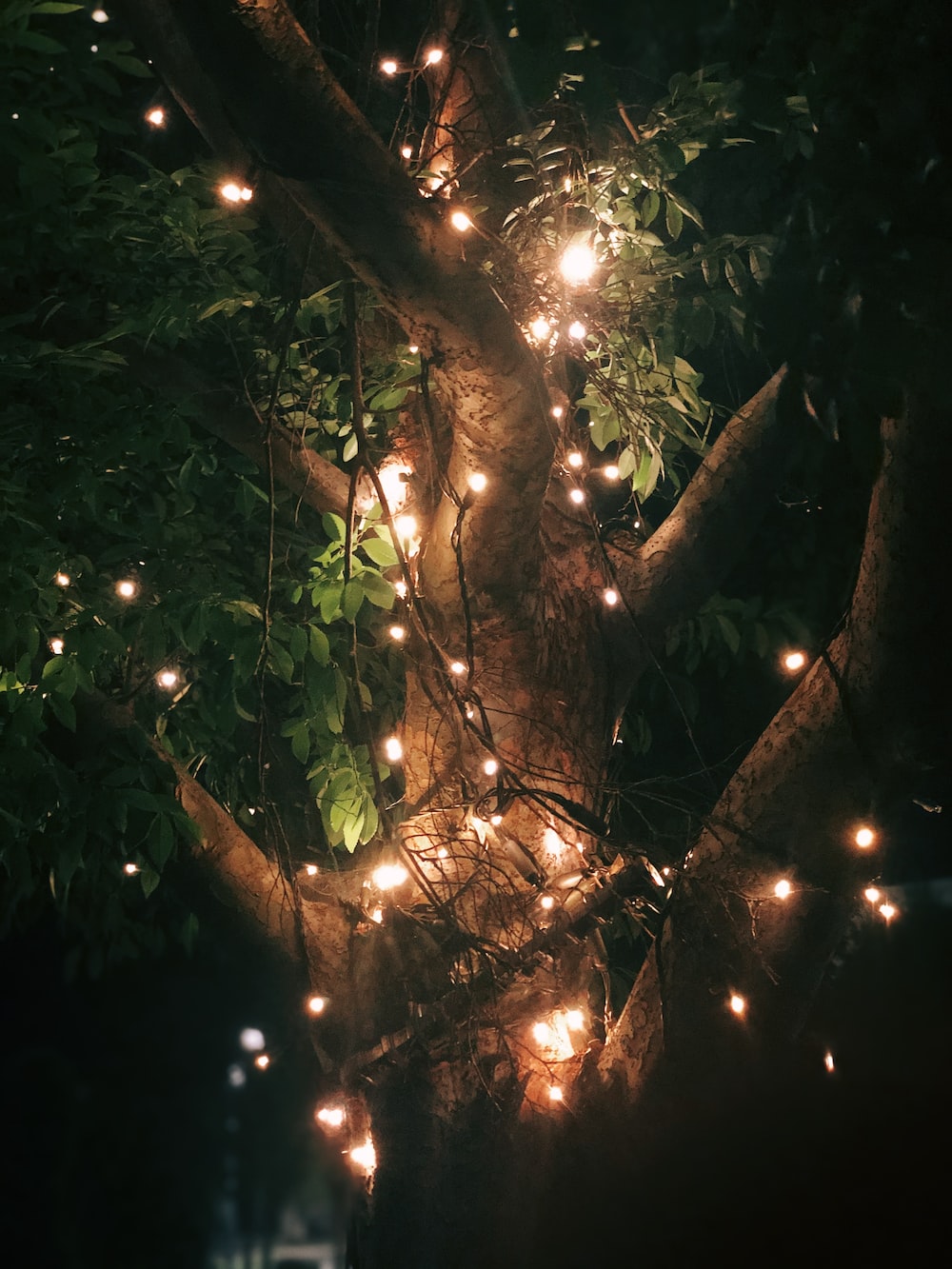 Outdoor lighting on a tree