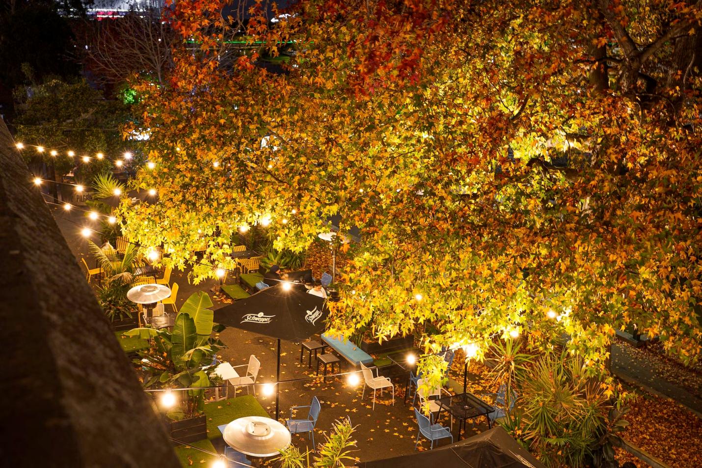 An image of a garden with lights