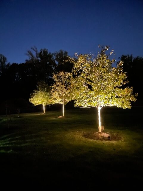 landscape lighting around a tree