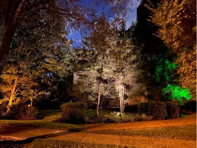 An image of illuminated trees  